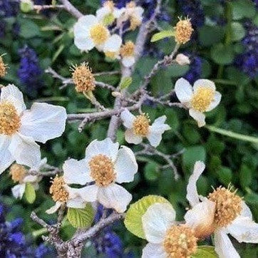 Parrotiopsis jacquemontiana 1