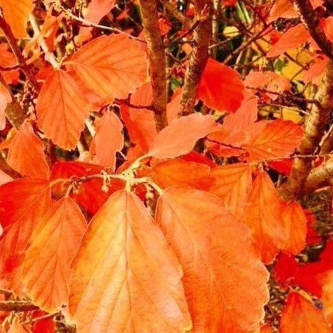 Parrotiopsis jacquemontiana 2