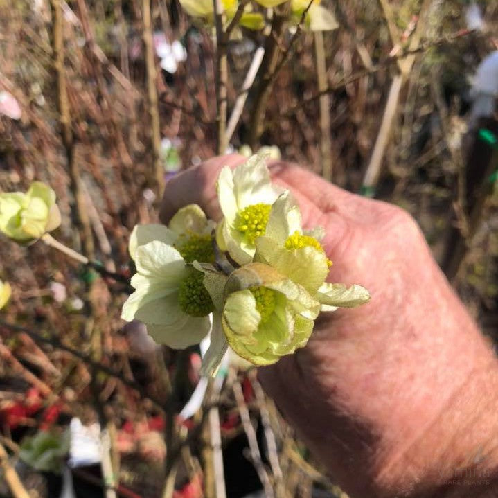 Parrotiopsis jacquemontiana 3