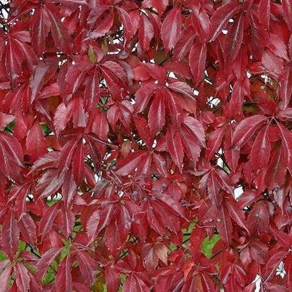 Parthenocissus quinquefolia (Virginia Creeper) 1