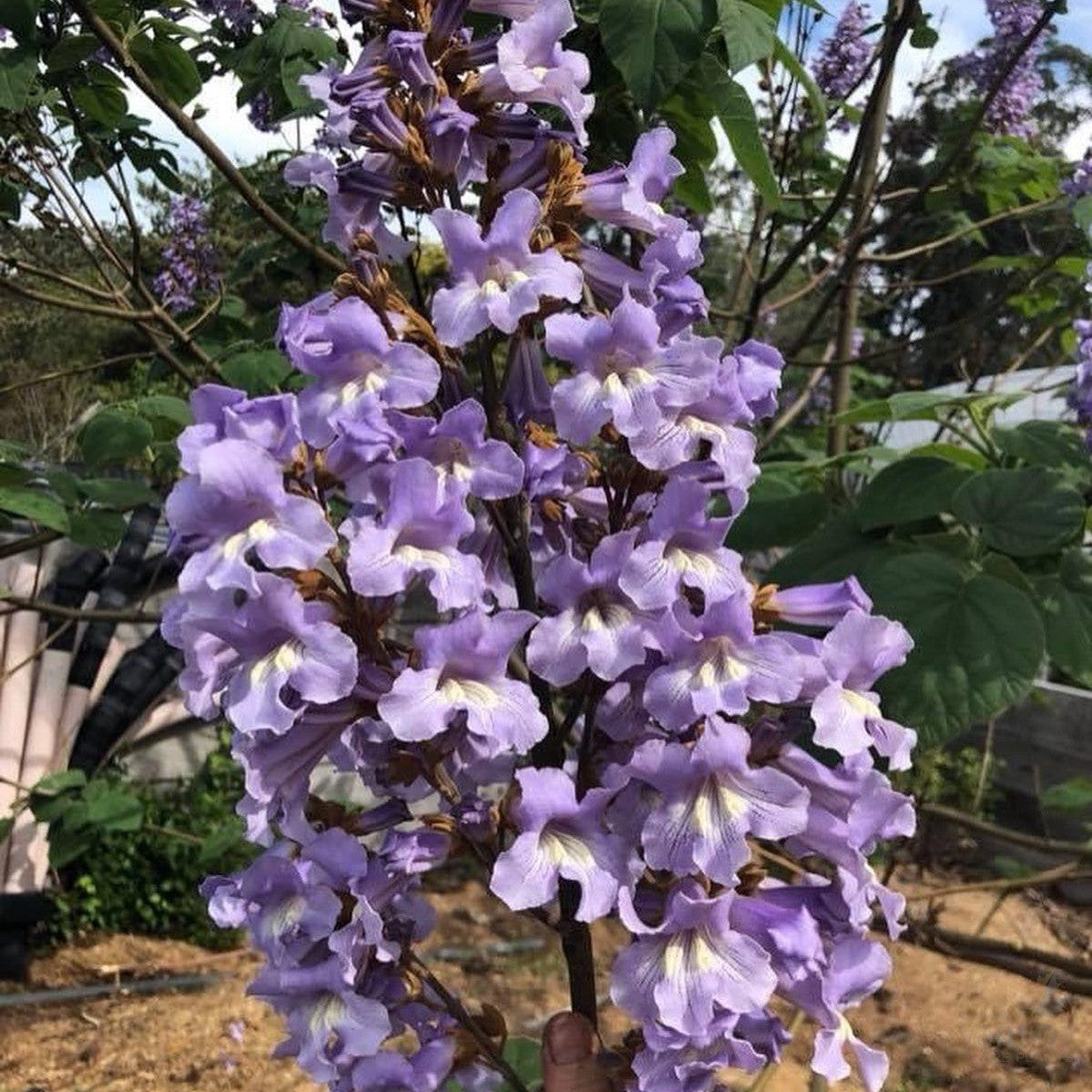 Paulownia Saphire Dragon