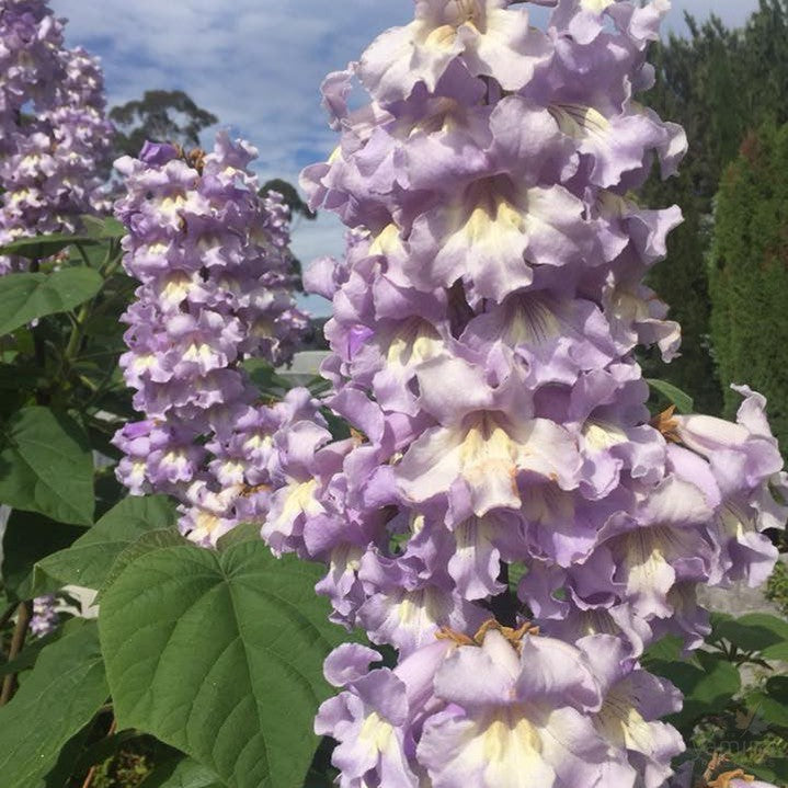 Paulownia Saphire Dragon 3