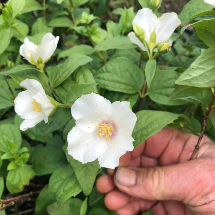 Philadelphus coronarius Aureus-Yamina Rare Plants