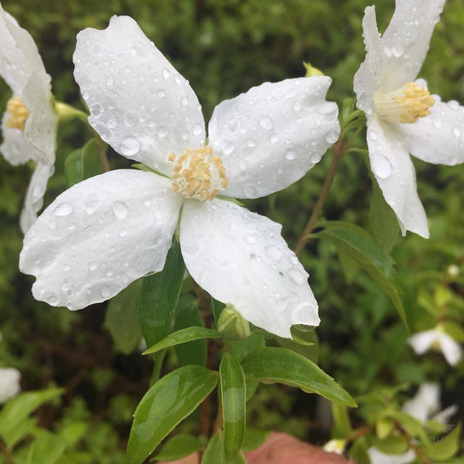 Philadelphus lemoinei Silver Showers 1