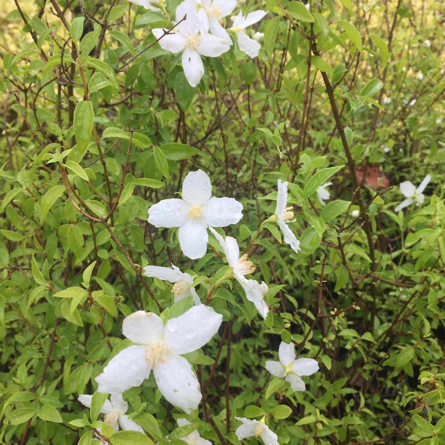 Philadelphus lemoinei Silver Showers 2