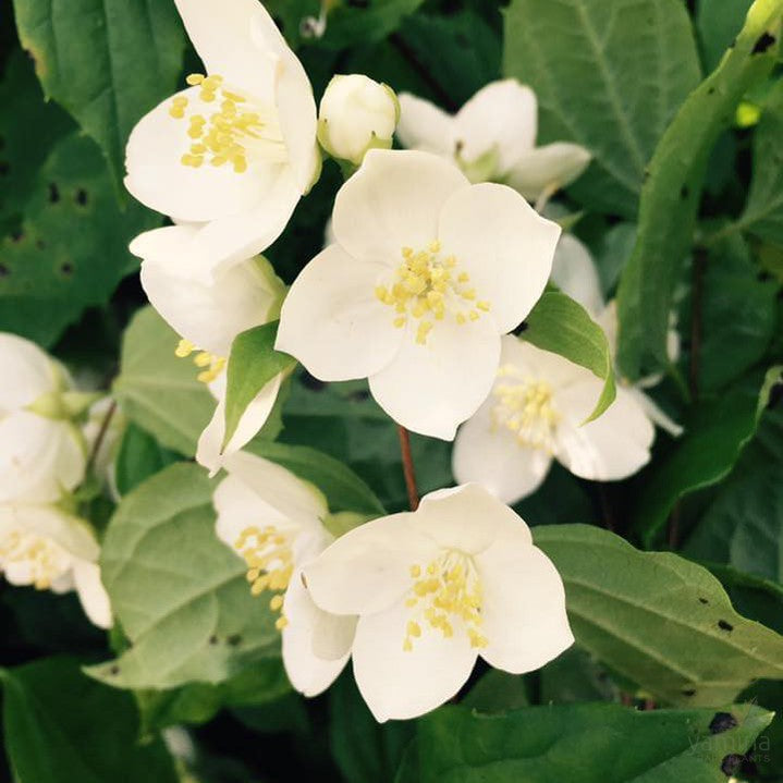 Philadelphus mexicanus 1