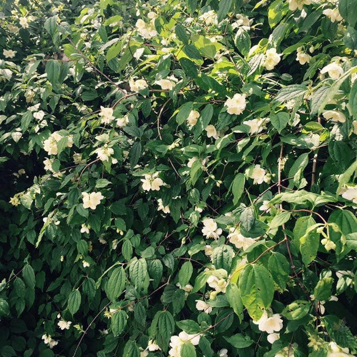 Philadelphus mexicanus 2
