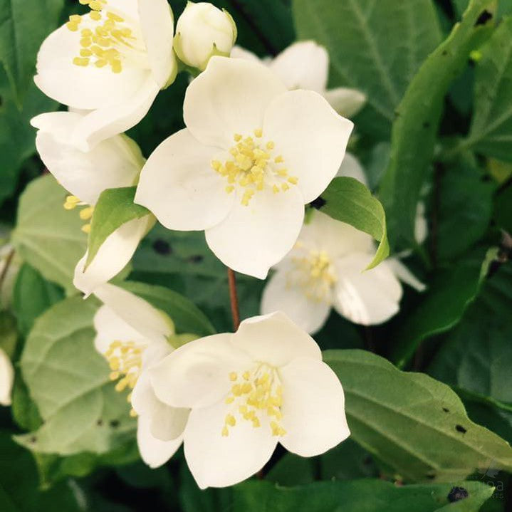 Philadelphus mexicanus 3