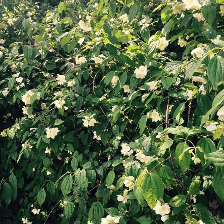 Philadelphus mexicanus 4