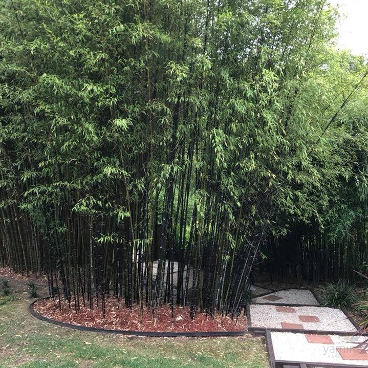 Phyllostachys nigra (Black Bamboo) 3