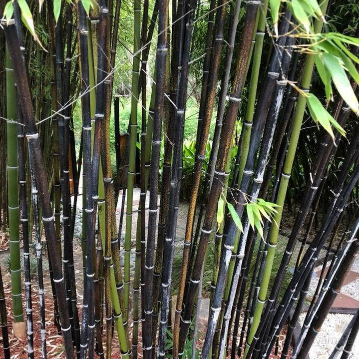 Phyllostachys nigra (Black Bamboo) 4
