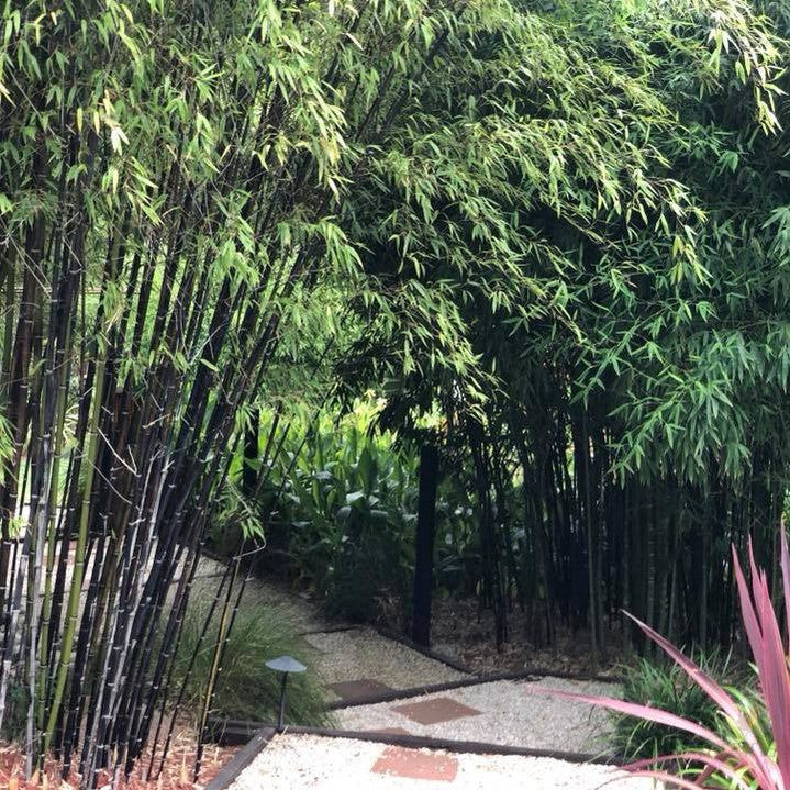 Phyllostachys nigra (Black Bamboo) 5