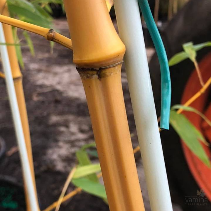 Phyllostachys vivax Aureocaulis 1