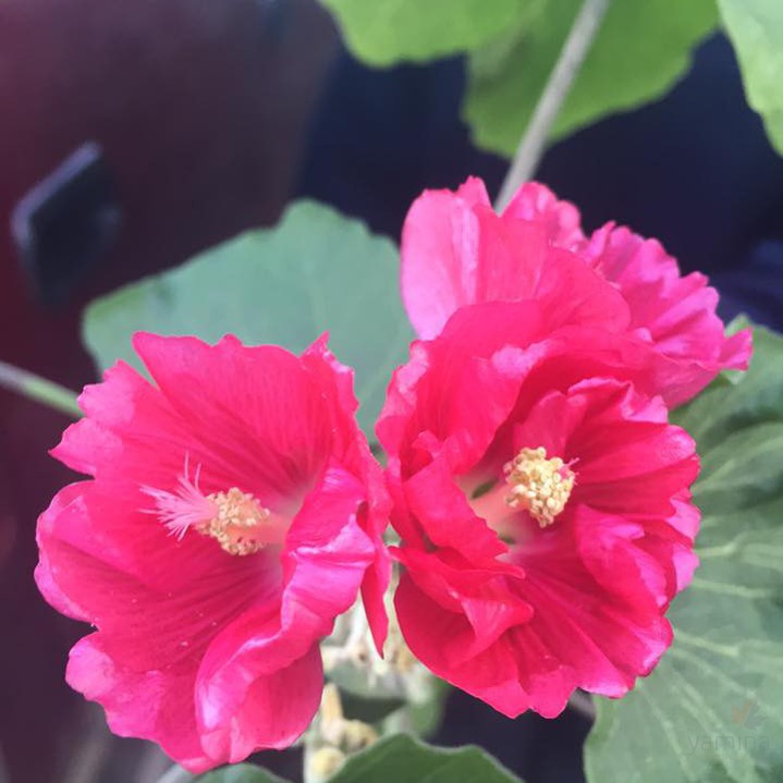 Phymosia umbellata 1