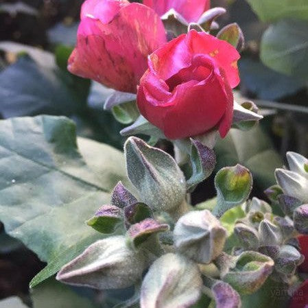 Phymosia umbellata 3