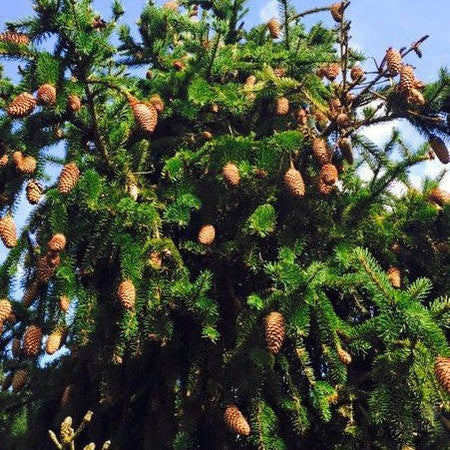 Picea abies Acracona 1