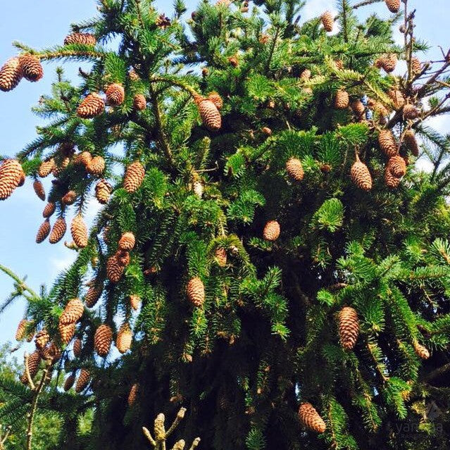 Picea abies Acracona 2