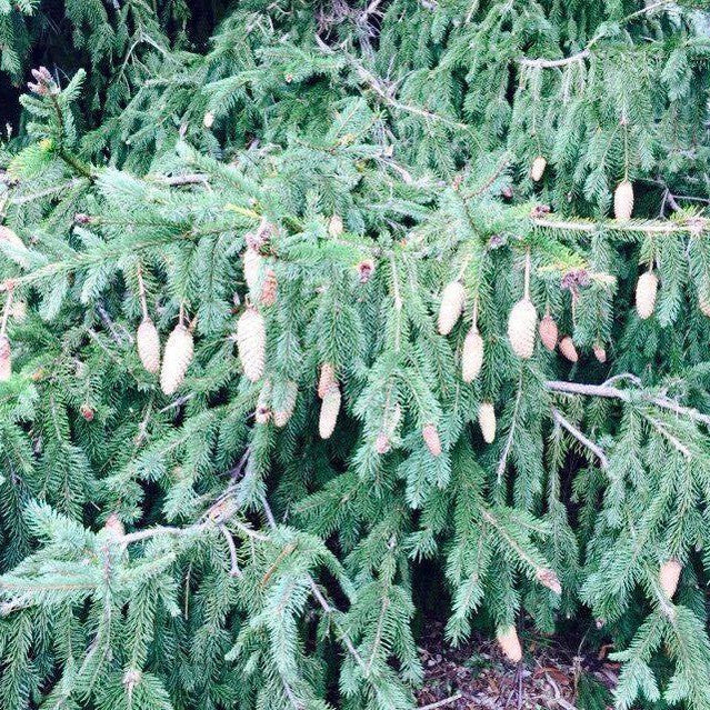 Picea abies Acracona 3