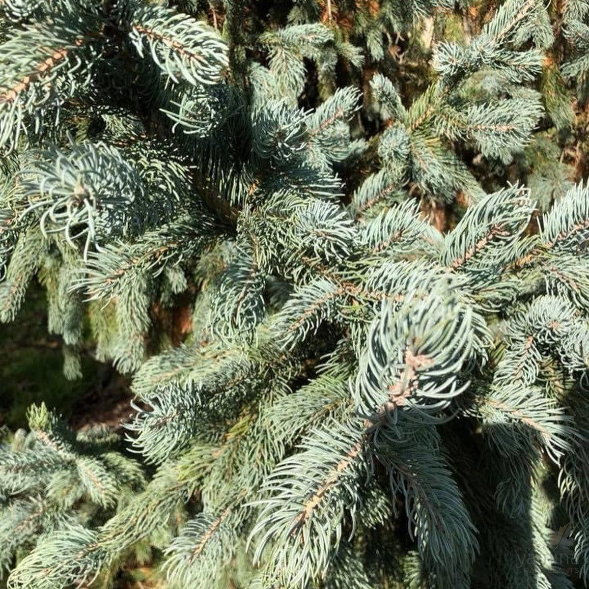 Picea engelemannii Glauca 2