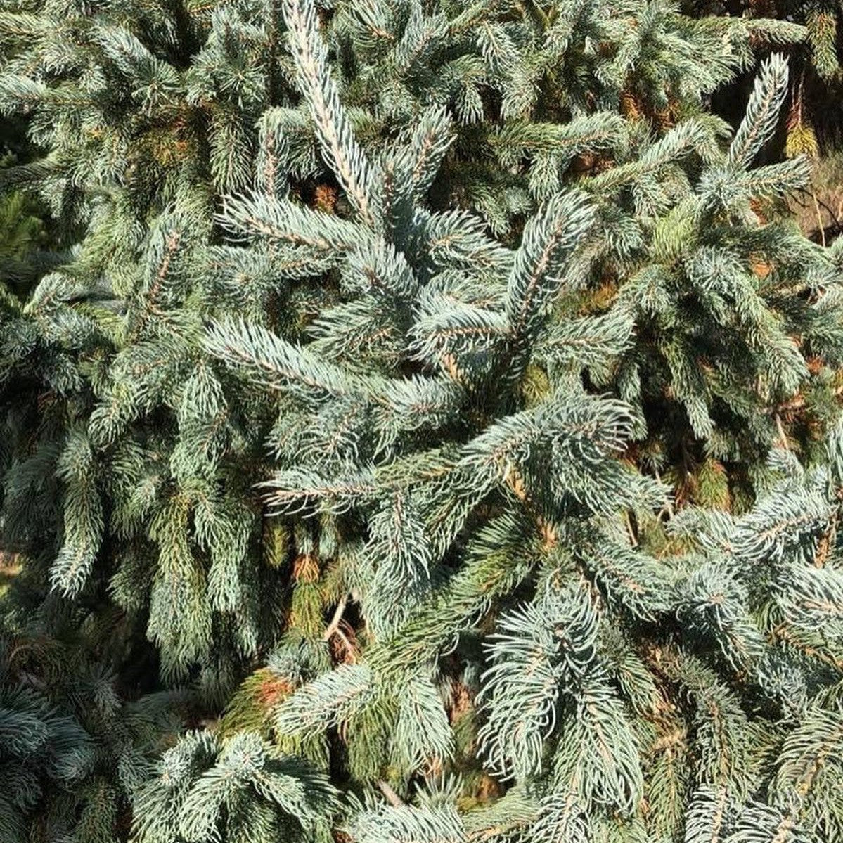 Picea engelemannii Glauca 3