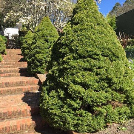 Picea glauca Albertiana Conica 1