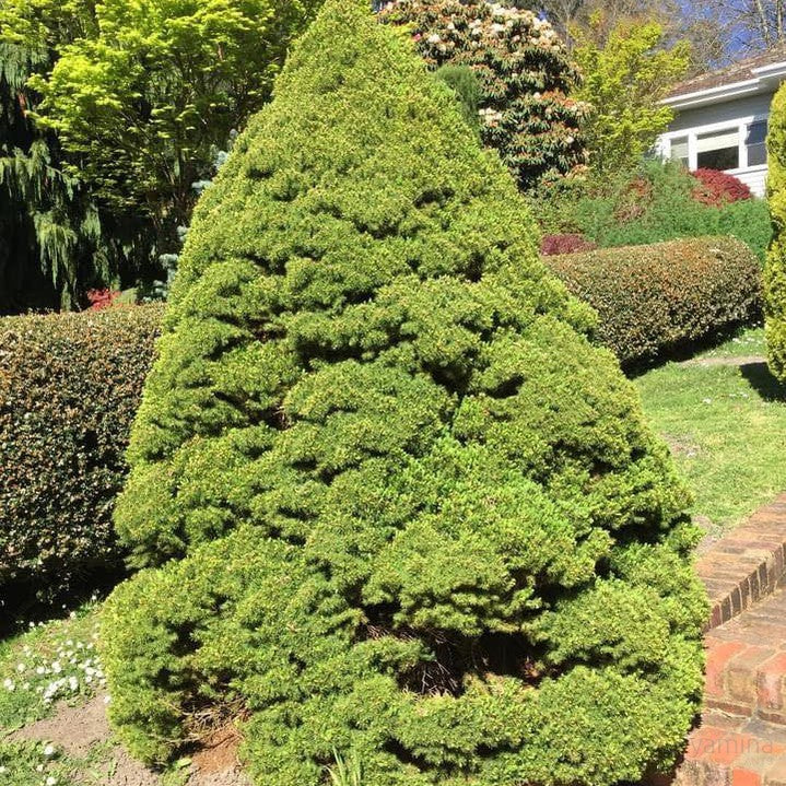 Picea glauca Albertiana Conica 2