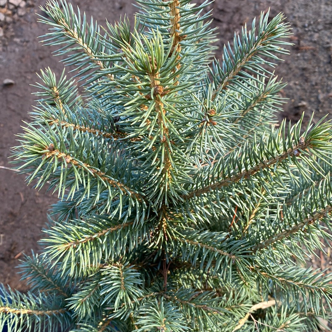 Picea pungens Blue Star