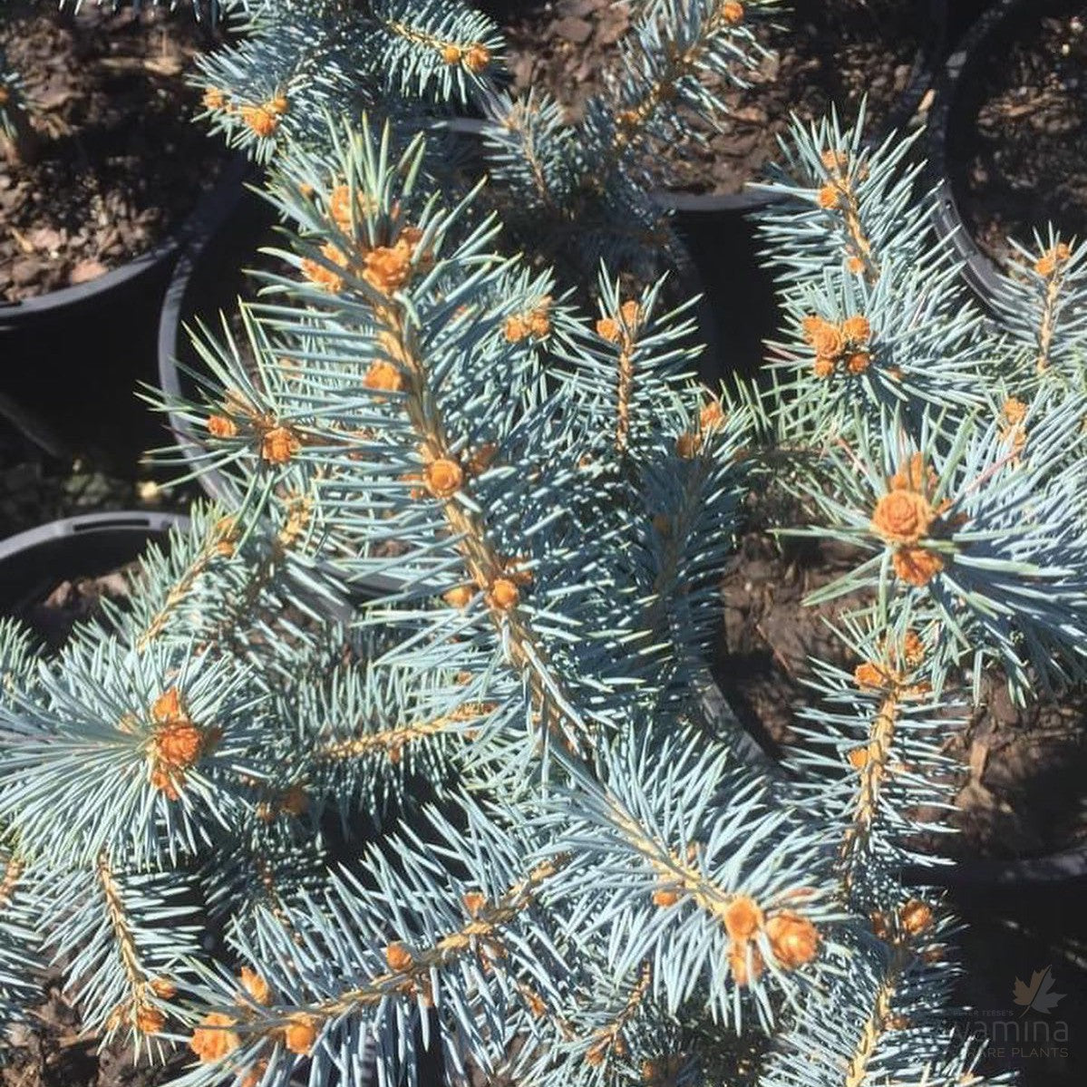 Picea pungens Fat Albert 1