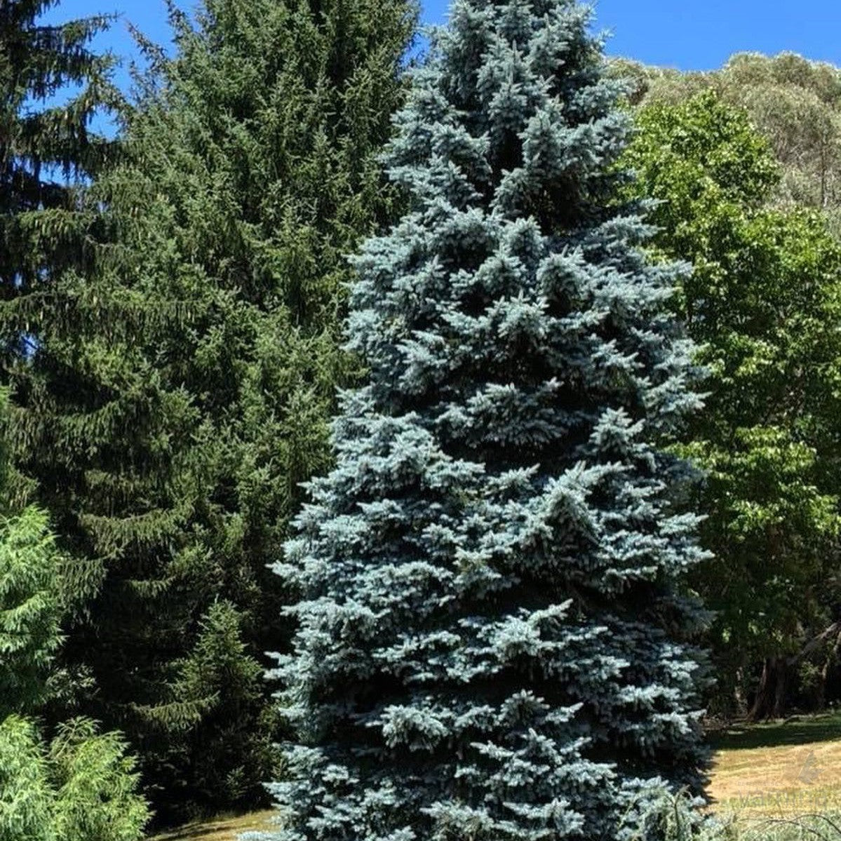 Picea pungens Hoopsii 1