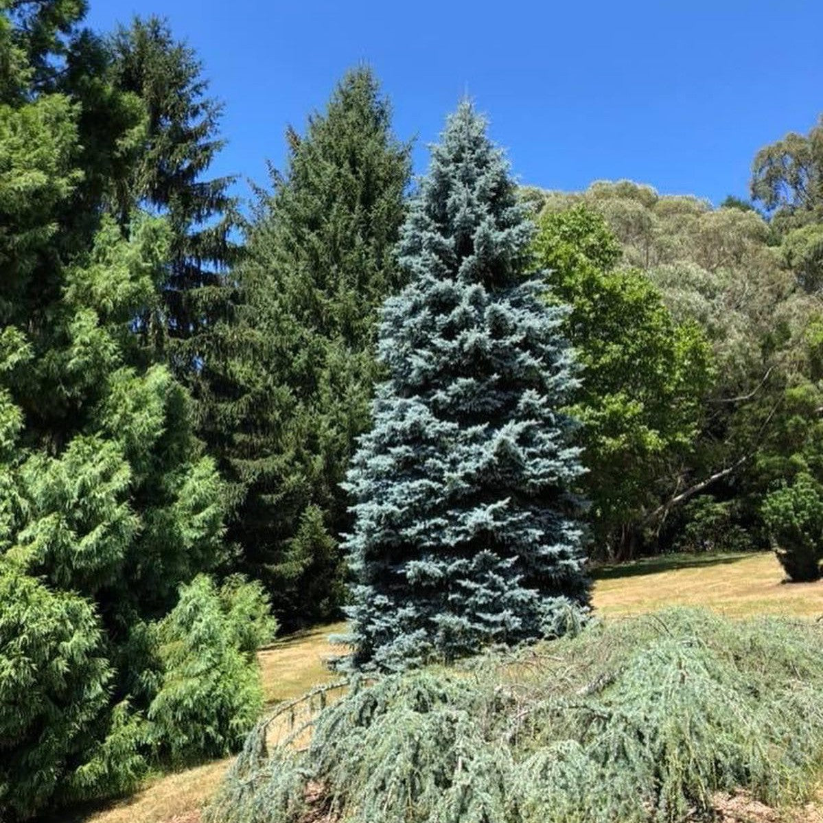 Picea pungens Hoopsii 2