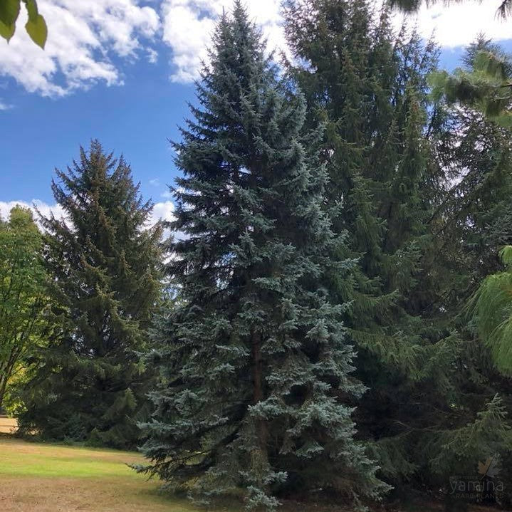 Picea pungens Hoopsii 3