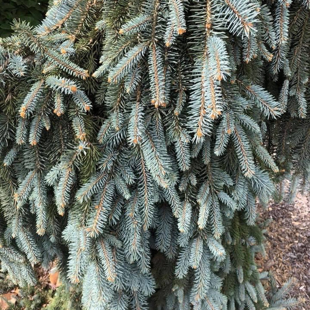 Picea pungens The Blues 2
