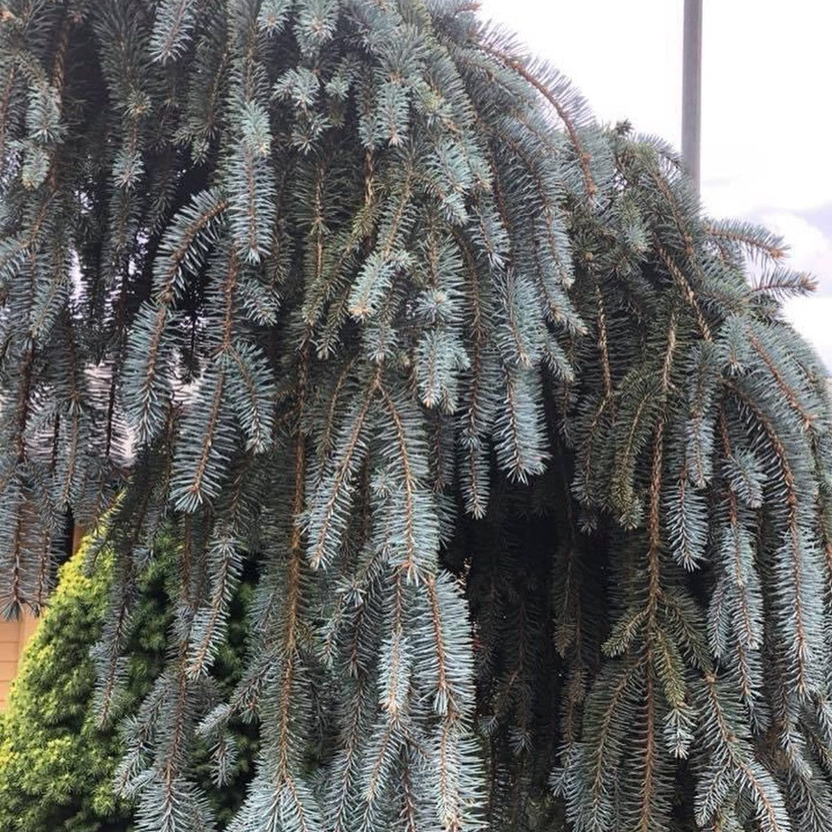 Picea pungens The Blues 3