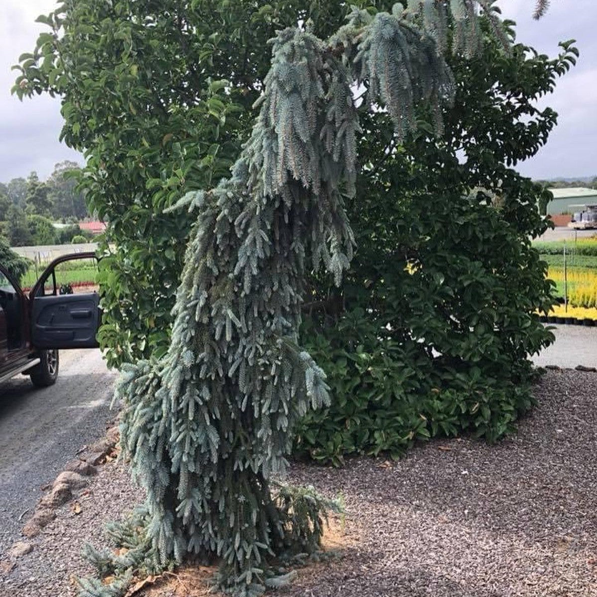 Picea pungens The Blues 4