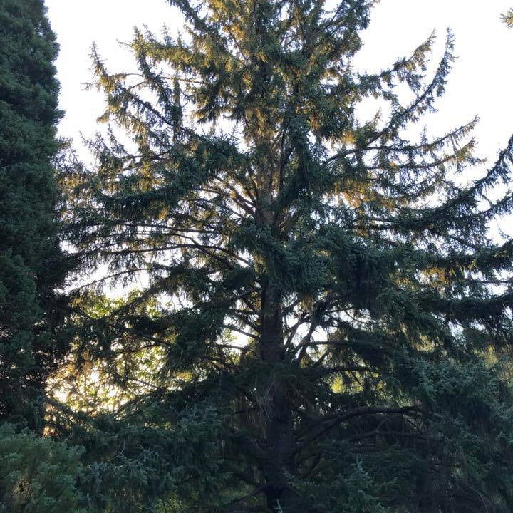 Picea sitchensis 1