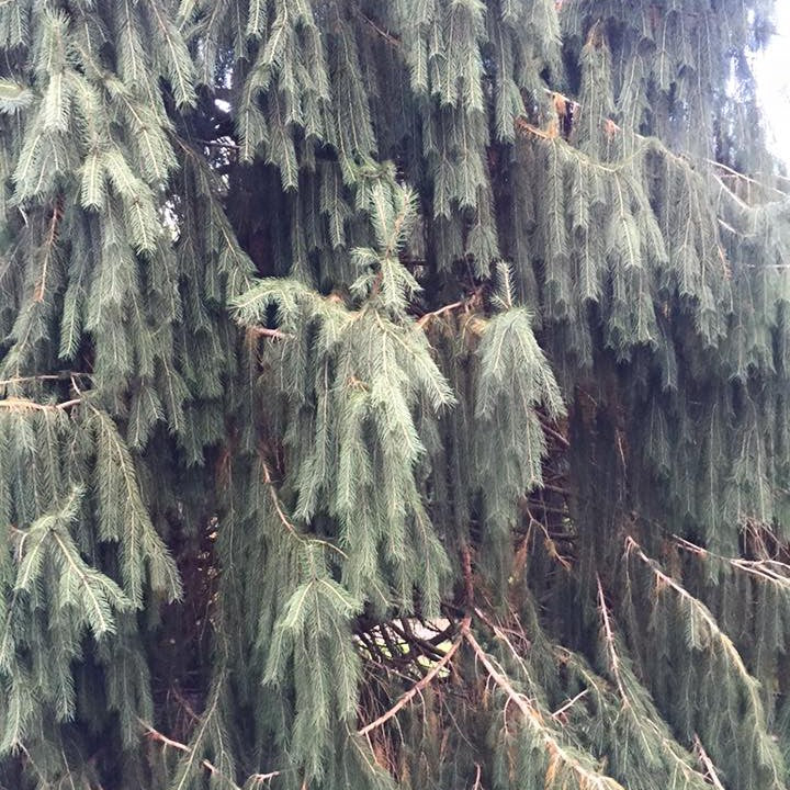 Picea smithiana (Himalayan Spruce) 1