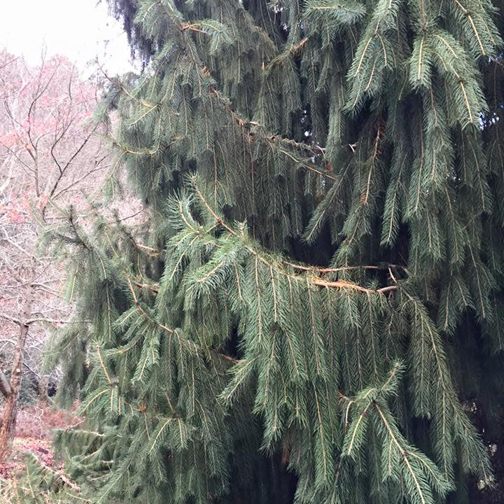Picea smithiana (Himalayan Spruce) 2