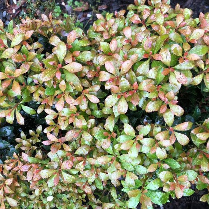 Pieris japonica Little Heath 1