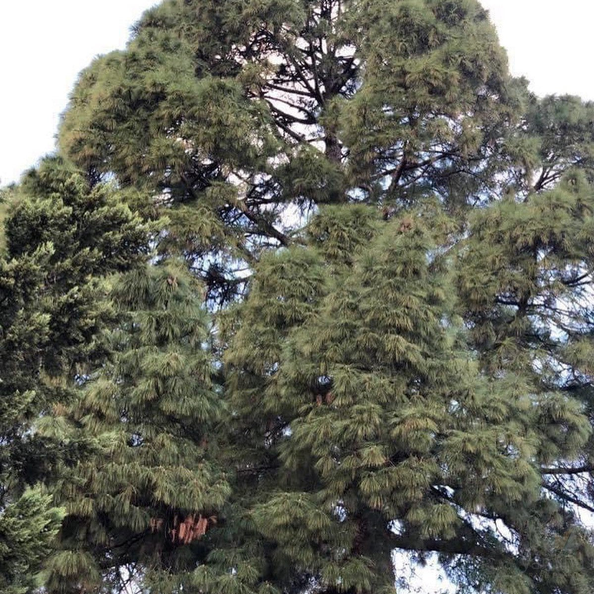 Pinus canariensis