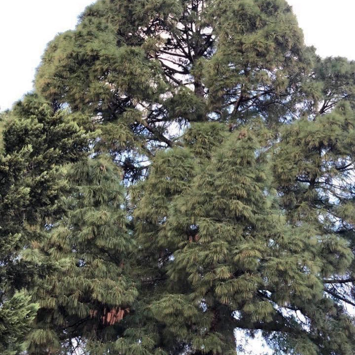 Pinus canariensis 1