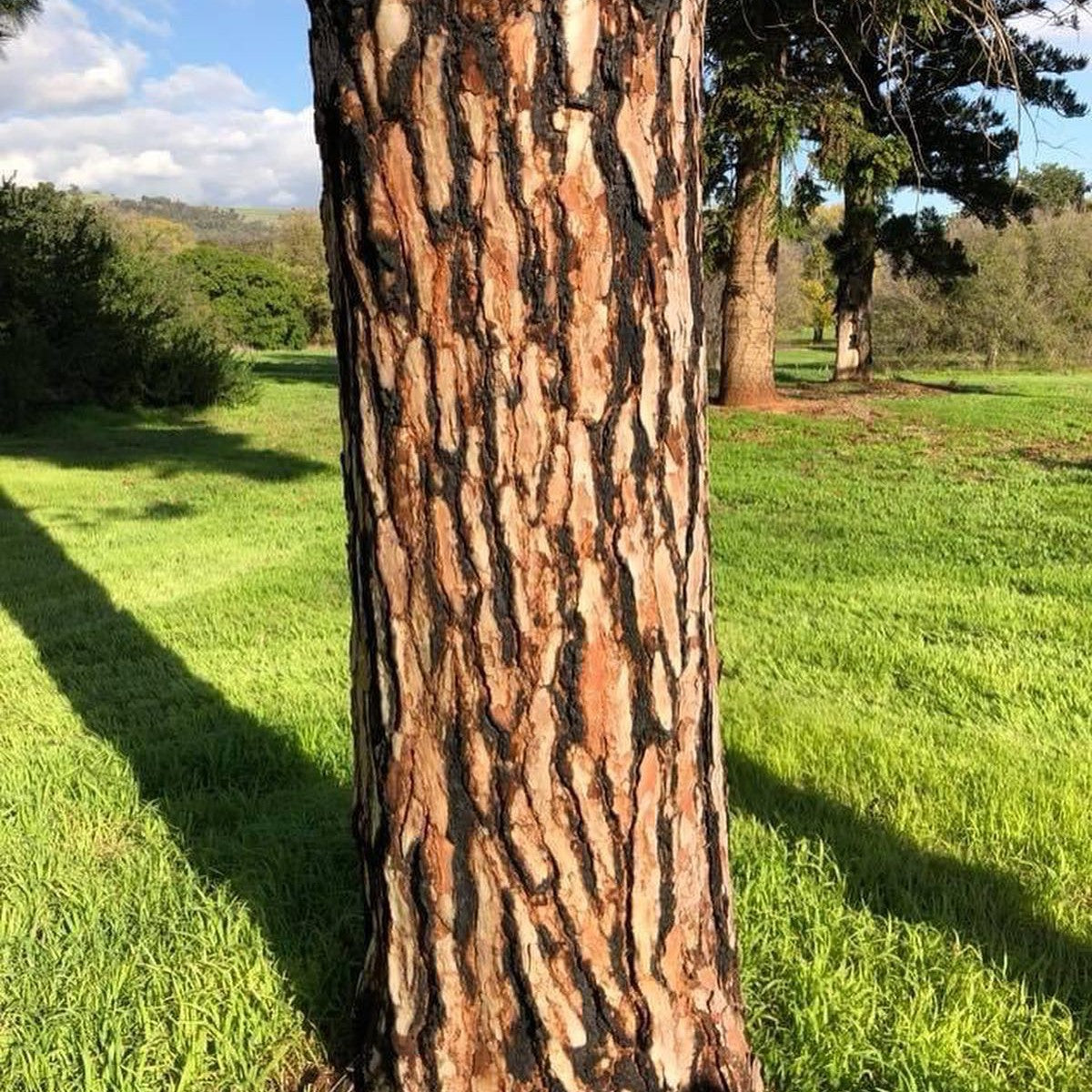 Pinus canariensis 2
