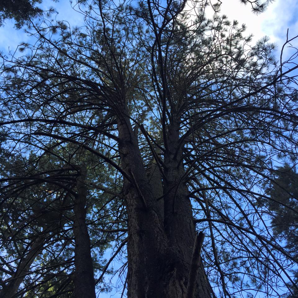 Pinus coulterii 2