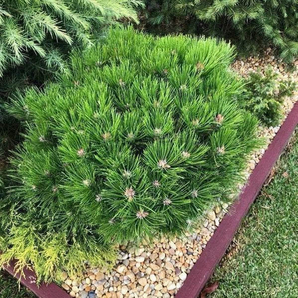 Pinus densiflora Low Glow 1