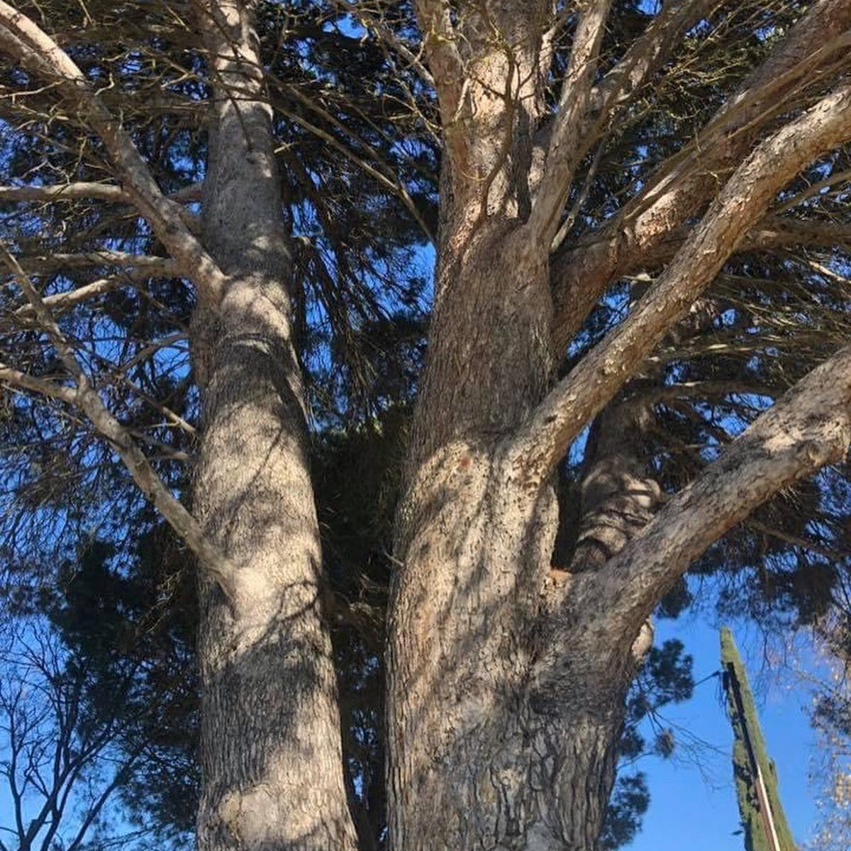 Pinus halepensis subsp brutia (Gallipoli Pine) 2