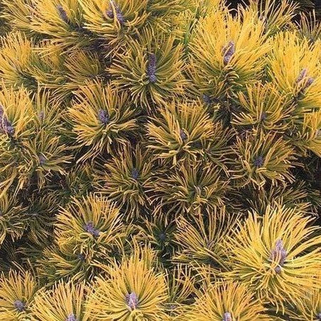Pinus mugho Amber Gold 1