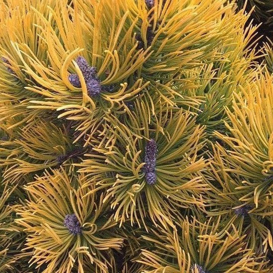 Pinus mugho Amber Gold 2