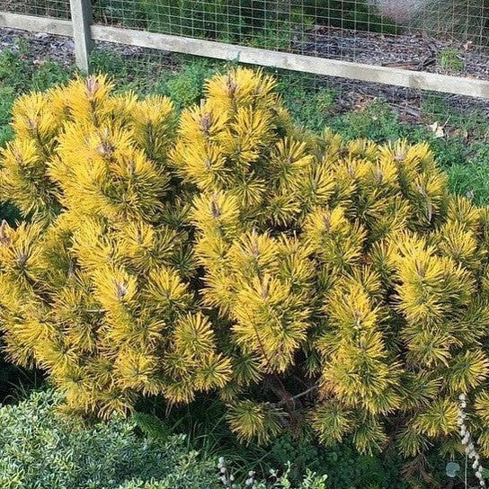 Pinus mugho Amber Gold 3