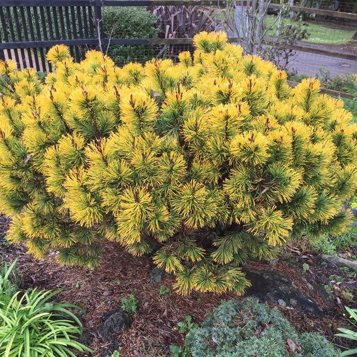 Pinus mugho Amber Gold 4