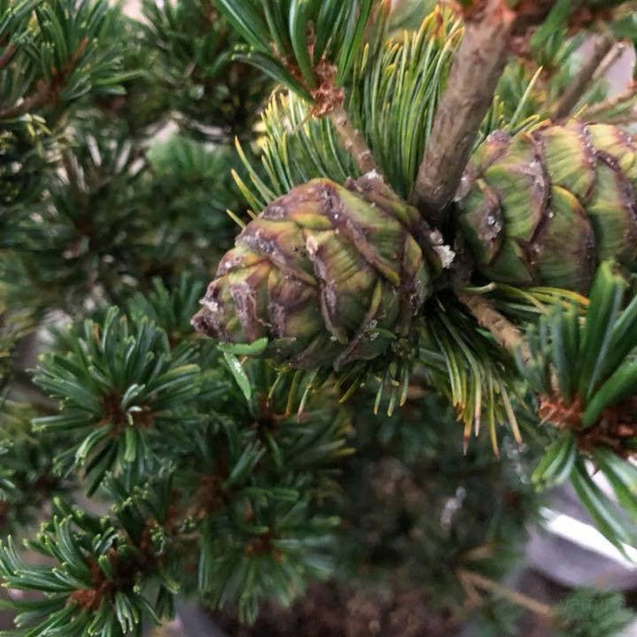 Pinus parviflora Hatsukasa 1