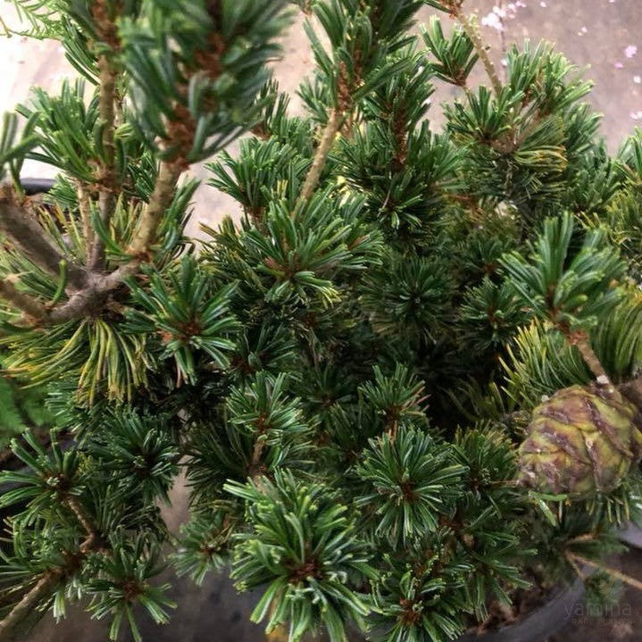 Pinus parviflora Hatsukasa 2